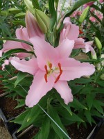 [5334 Lancaster VH No02.JPG]